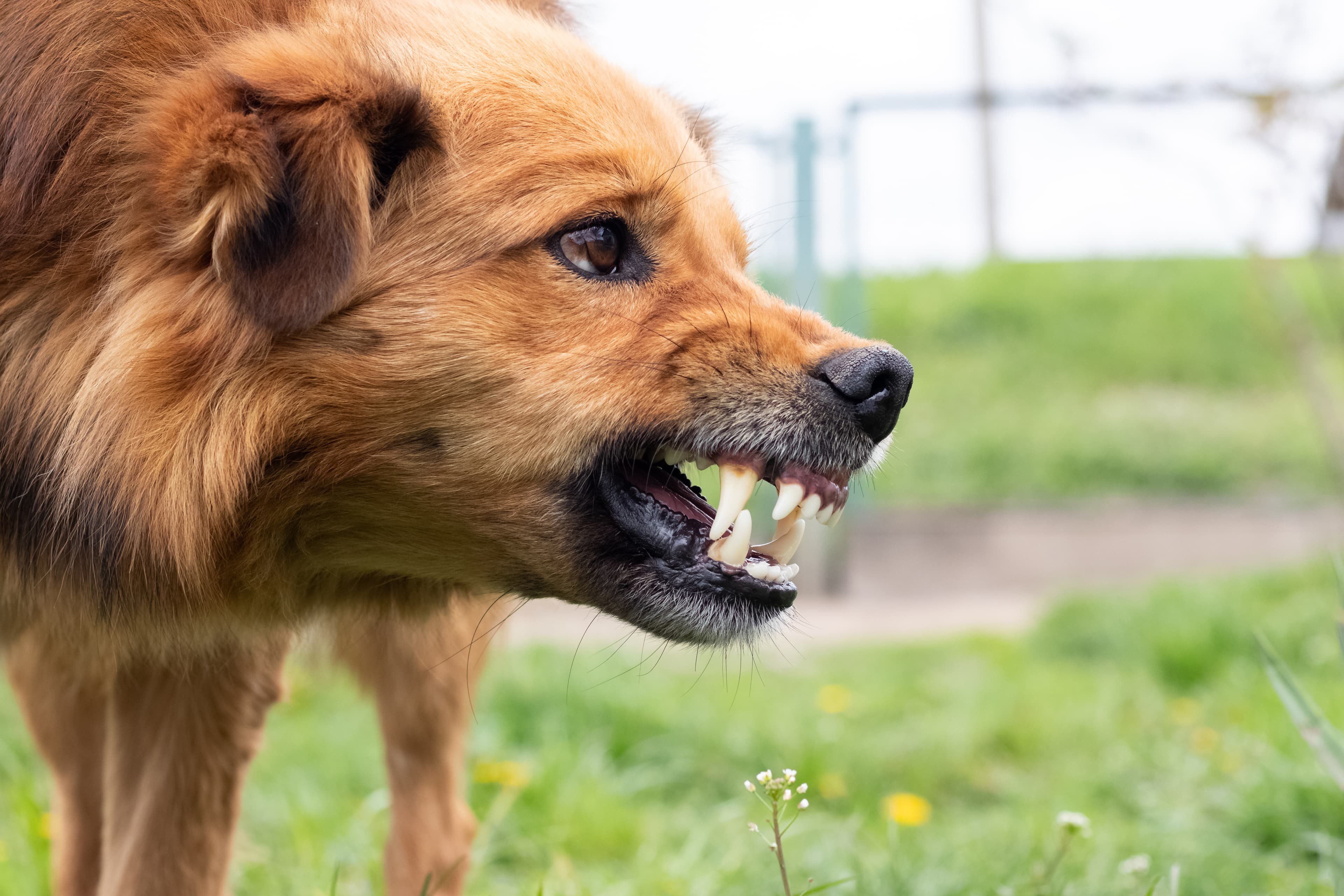Hond buiten op straat